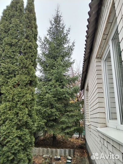 Ель живая 6м+