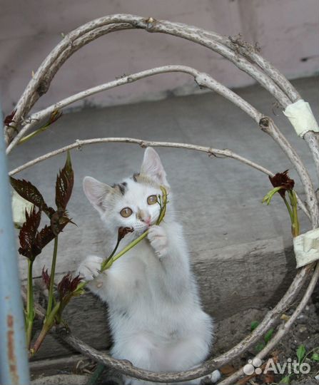 Белые малыши в добрые руки