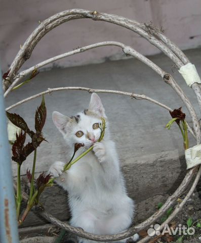 Белые малыши в добрые руки