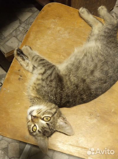 Котенок в добрые руки