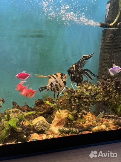 Аквариум с рыбками