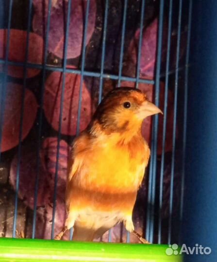 Кенор самец красно чёрный шиммель