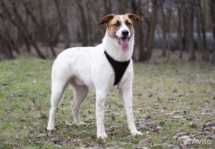 Собака в добрые руки