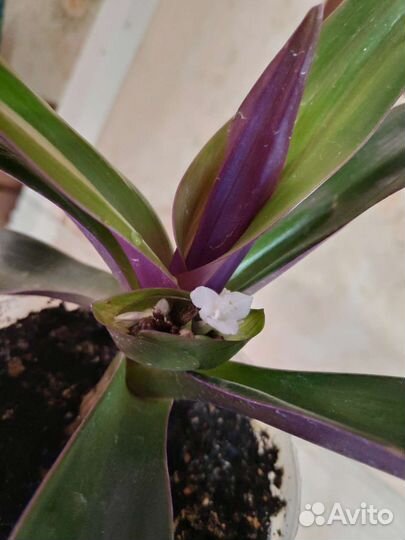 Традесканция рео целебная