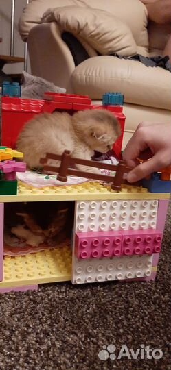 Вязка кот Золотая шиншилла