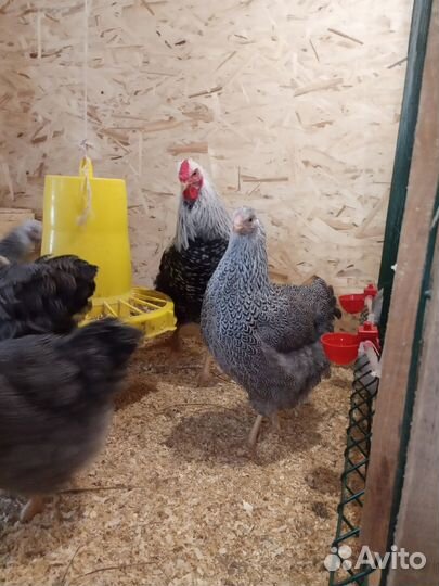 Виандот сильвер партридж