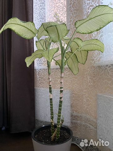 Диффенбахия