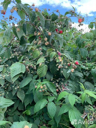 Саженцы малины и ежевики