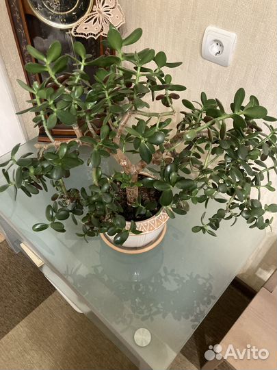 Толстянка портулаковая