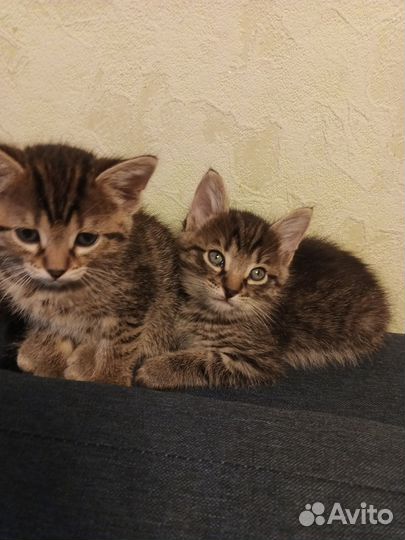 Кошки в добрые руки