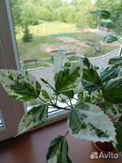 Продается гибискус пестролистный