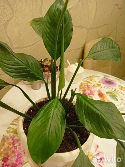 Спатифиллум