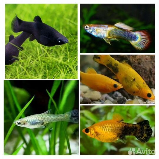 Аквариумные рыбки