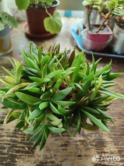 Алоэ mini