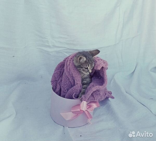 Красивая котя