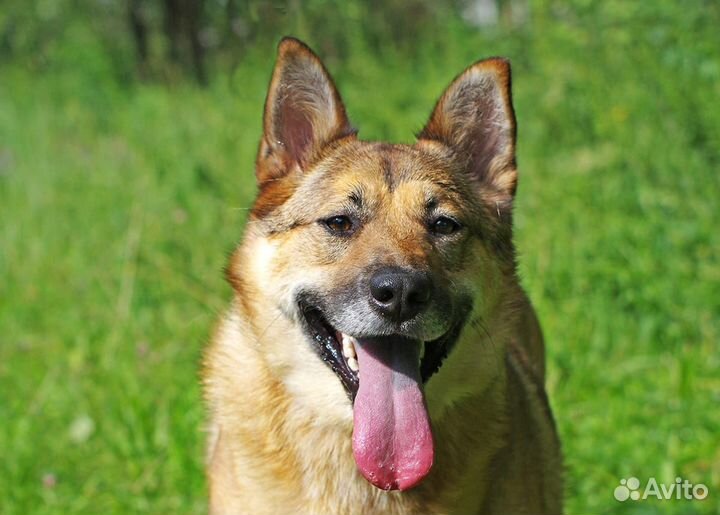 Собака в добрые руки