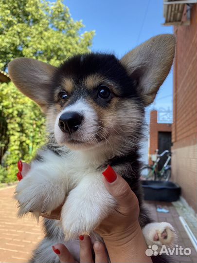 Щенки вельш-корги пемброк