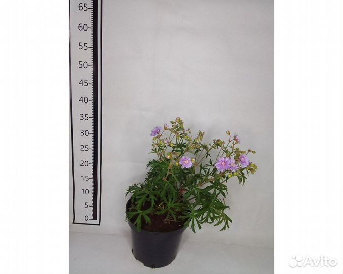 Герань луговая Summer Skies