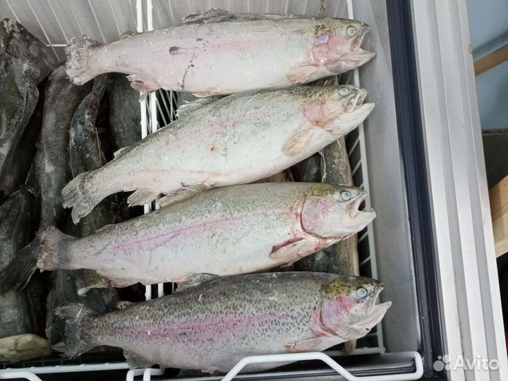 Форель свежемороженая