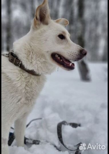 Айс из приюта хочет домой