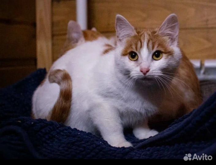 Кошка ждет любящий дом