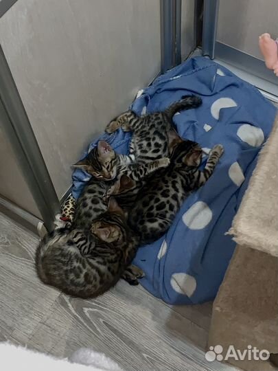 Бенгальские котята