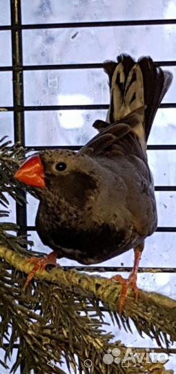 Зебровые амадины, крупные