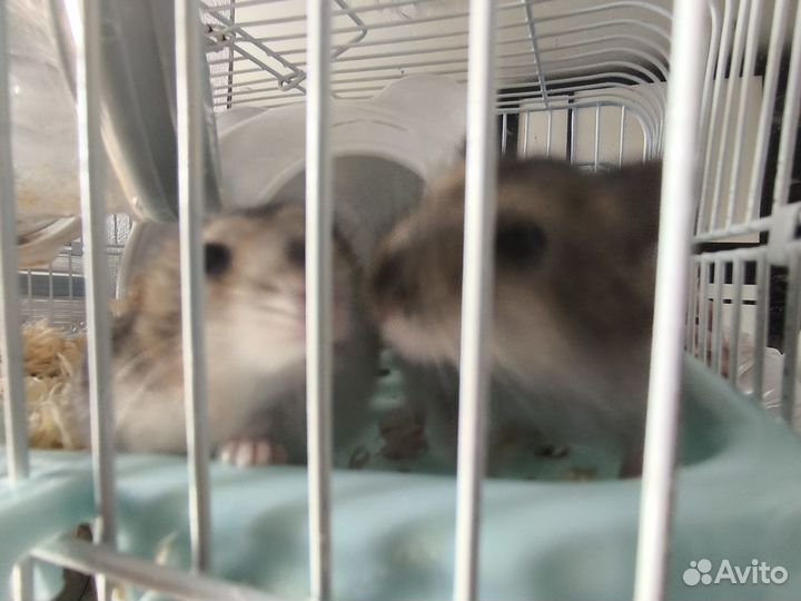 Джунгарский хомяк