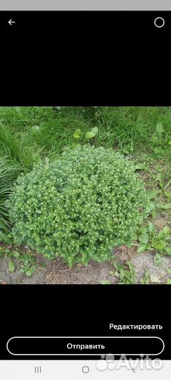 Хризантемы мультифлора красная и бардовая