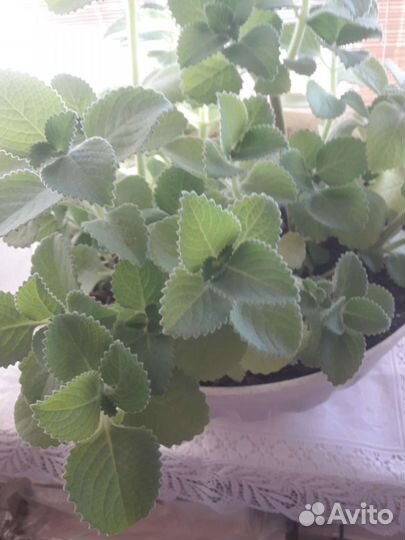 Мята домашняя