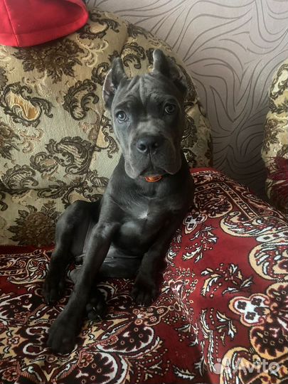 Щенки кане корсо