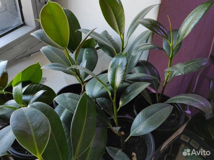 Фикус 