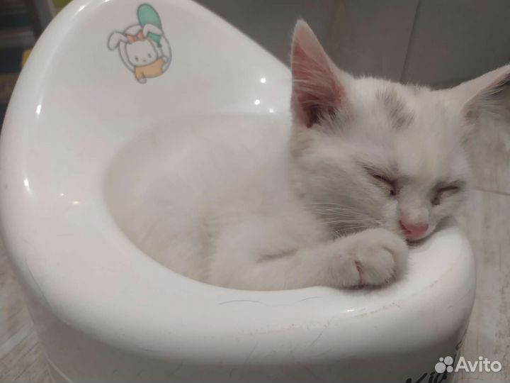 Клякса ищет дом