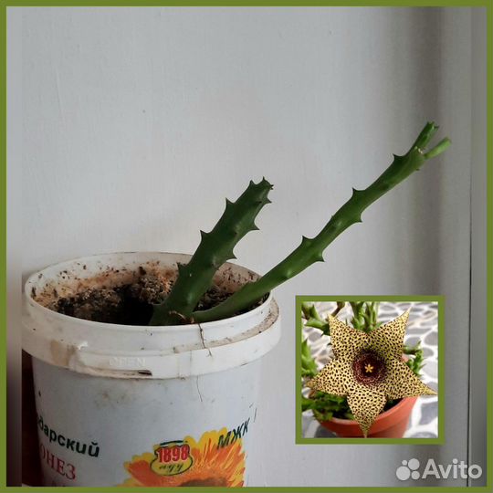 Комнатные растения