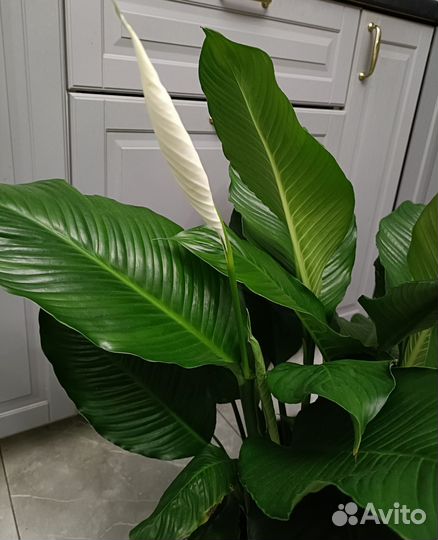 Спатифиллум 80 см