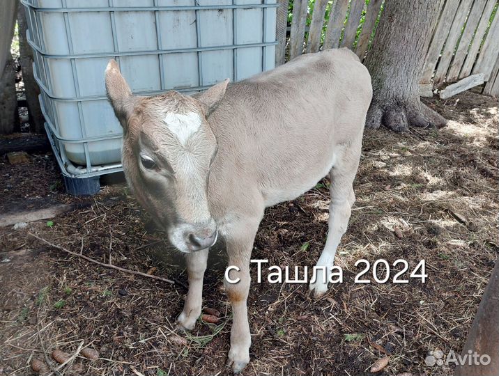 Бычок телочка