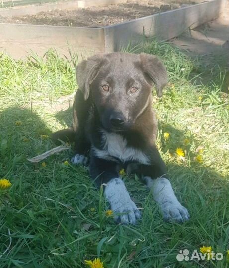 Собака в добрые руки отдам бесплатно