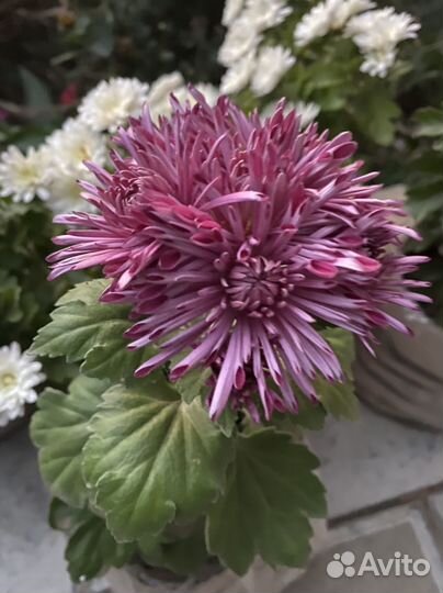 Хризантема