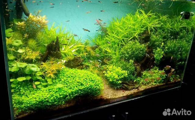 Обслуживание аквариумов