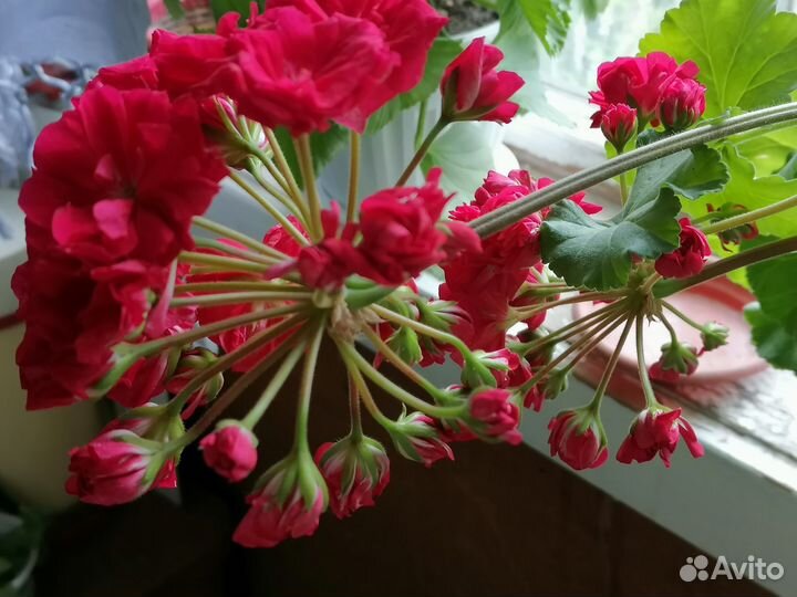 Сортовые пеларгонии