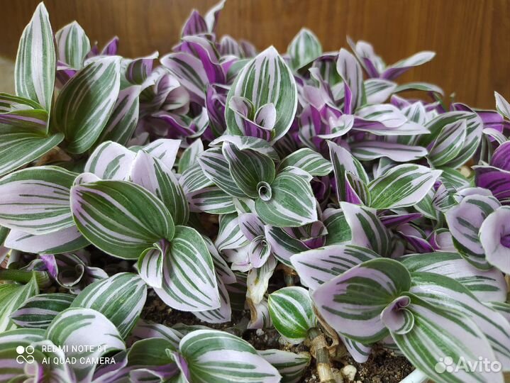 Комнатные растения