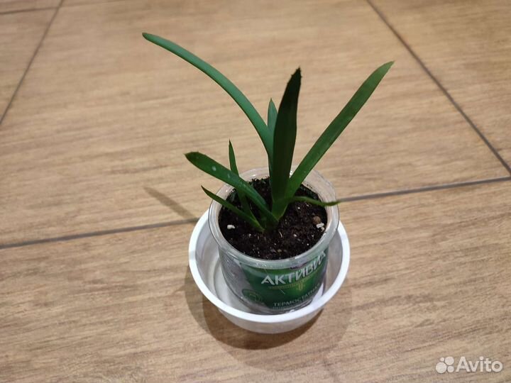 Алоэ, хавортия, стапелия, каланхоэ