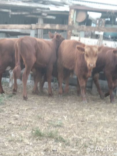 Бычки калмычки