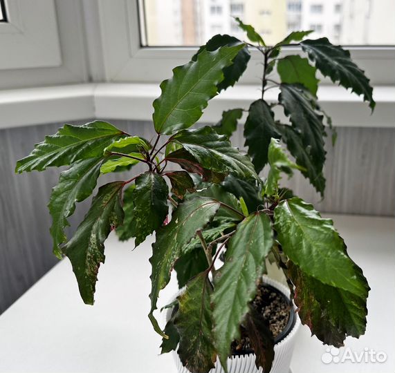 Комнатные растения цветы