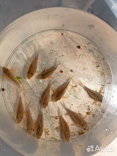 Коридорасы сомы