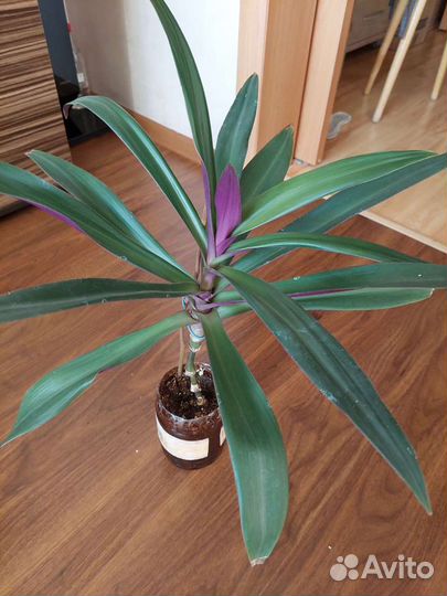 Каланхое лечебный