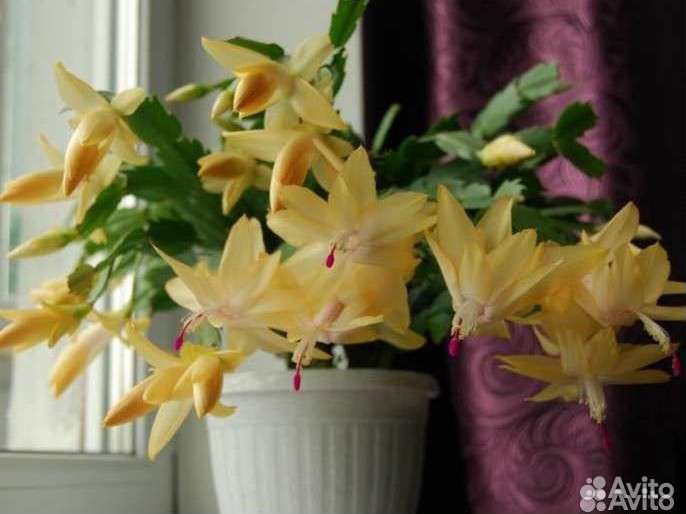 Комнатный цветок Декабрист