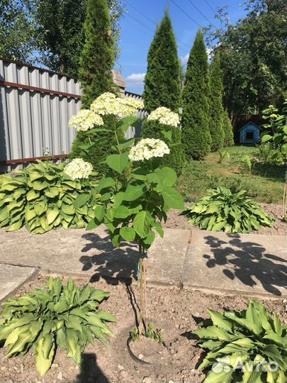 Гортензия древовидная на штамбе