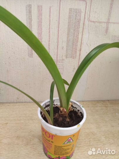 Гиппиаструм