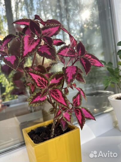 Колеус, колеусы